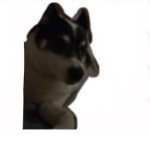 Dog29