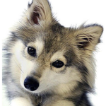 #Cute Animal Squad