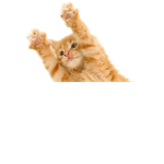 Bright Future Kitten Gang Hug Them All