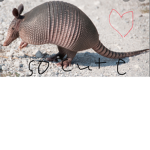 Armadillo’s da bomb