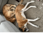Dog people group woof woof