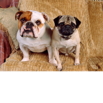 Team Bulldog and Team Pug