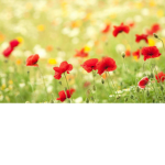 Group flowers <3