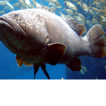The biggest of the Sea