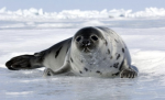 Die Otter und Robben Gruppe