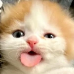 Roblesse oblige KR Group Thumbnail