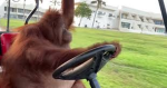 Big Monkey inc.