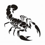 Scorpion Creations