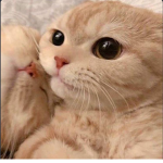 amazing&cute kittens