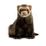 Ferrets of April