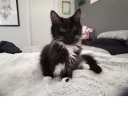 Black Meowers