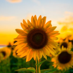 The Sunflower Seeds <3