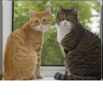 Cat United,