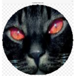 Black Robux Cats