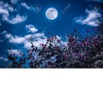 Nightvibxz