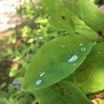 Leafers1.0