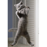 I love my cat<3