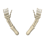 Skeleton Antlers