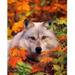 Timber Wolf Gang