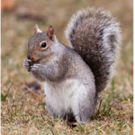The Salty Savage Squirrels