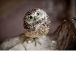 The fluffy owl
