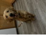 Toby my puppy