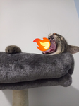 GATTO GATTI MEOW