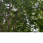 Tree X
