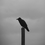 +The birds+