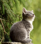 Cats United <3