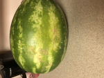 Sannah. Watermelon party