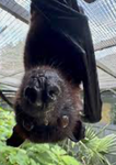 Bats are cute <3