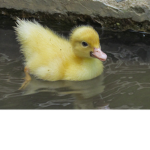 Duckies~!