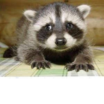 Raccoon Squad!