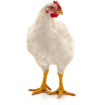 Baldichennelq32 Fan Group