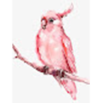 flippy parrot club