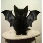 cyber fish