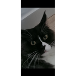 funny cat gaming