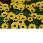 ~ Sunflower Group ~