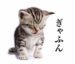 ャ Mongkolw