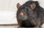 It’s the rat gang