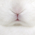 lostbunni’