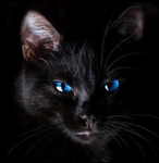 Black cats for good luck!