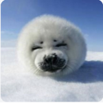 chonk seal