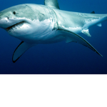 Shark snappers are them all great whites