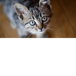 Welcome To The Cats and Friends