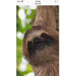 Campingsloths