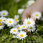 Daisy_Picker