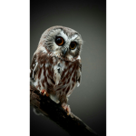 The Nice Owls