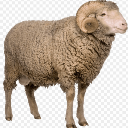 Join Sheep Studios Clothing Company!